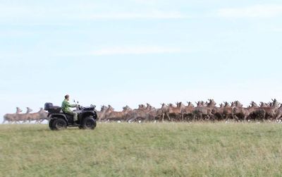 купить Квадроцикл BALTMOTORS Striker 700 EFI (ПСМ) в Москве - фото 
